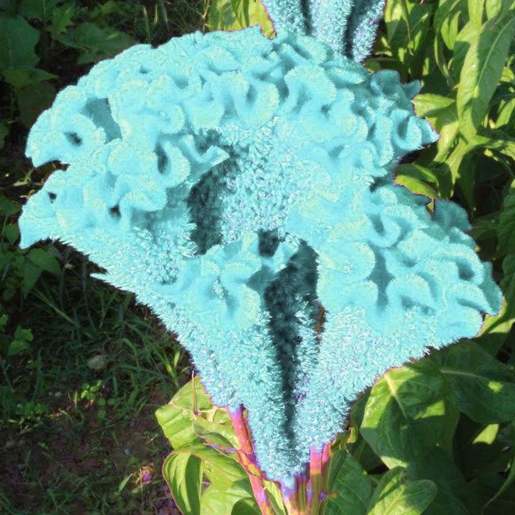 ANNUAL BUTTERFLY MAGNET 30+ CELOSIA CRAMERS/' AMAZON FLOWER SEEDS VERY TALL